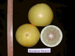 ‘暹罗甜’柚 Citrus grandis 'Siamese Sweet'